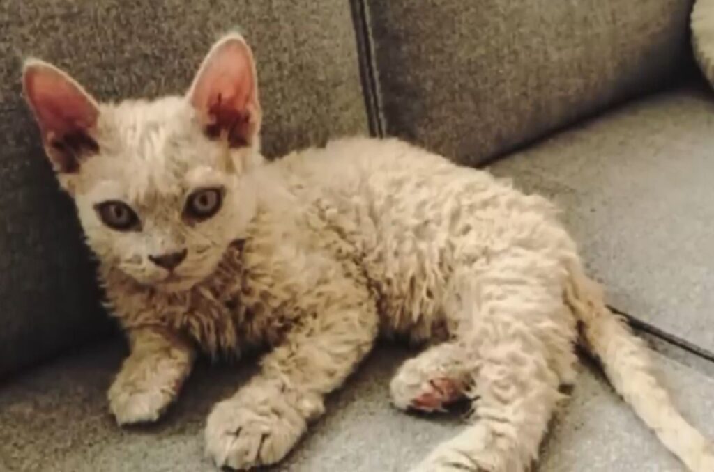 A sick kitten lies on the couch