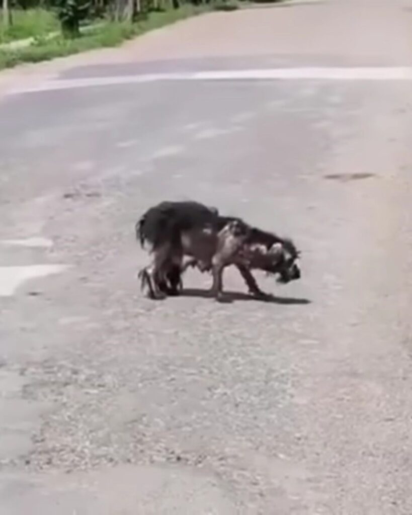 A skinny dog ​​crosses the street