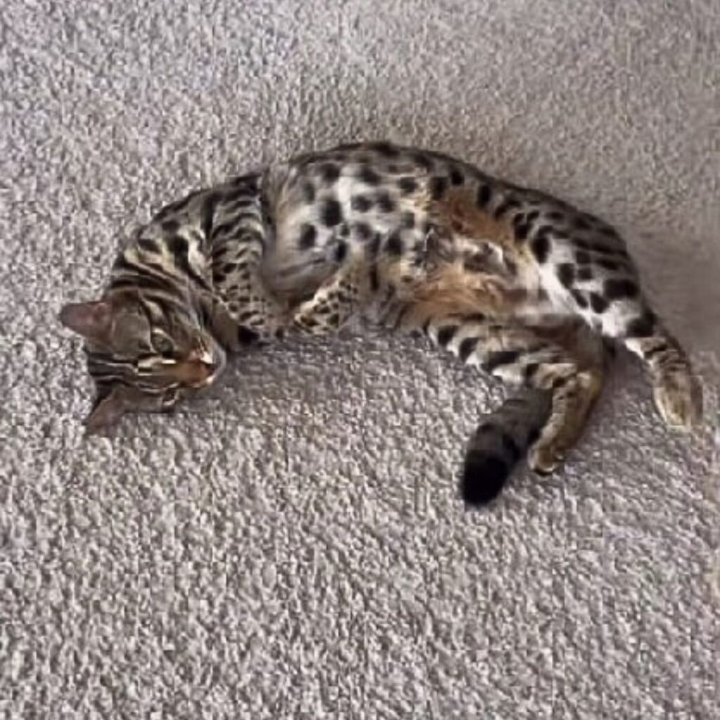 A tabby cat is lying on the carpet