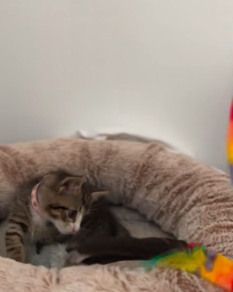 A thoughtful cat lies on a pillow