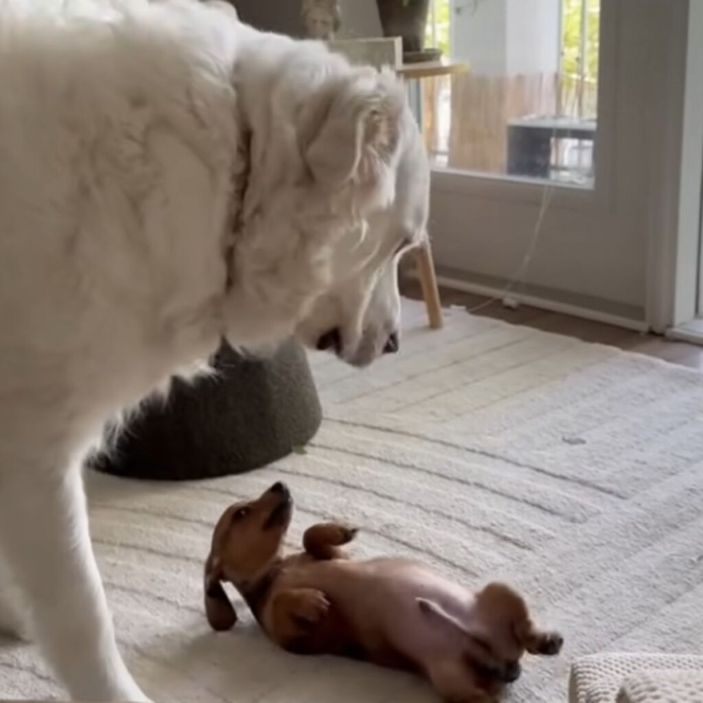 A white dog looks at a puppy lying on its back