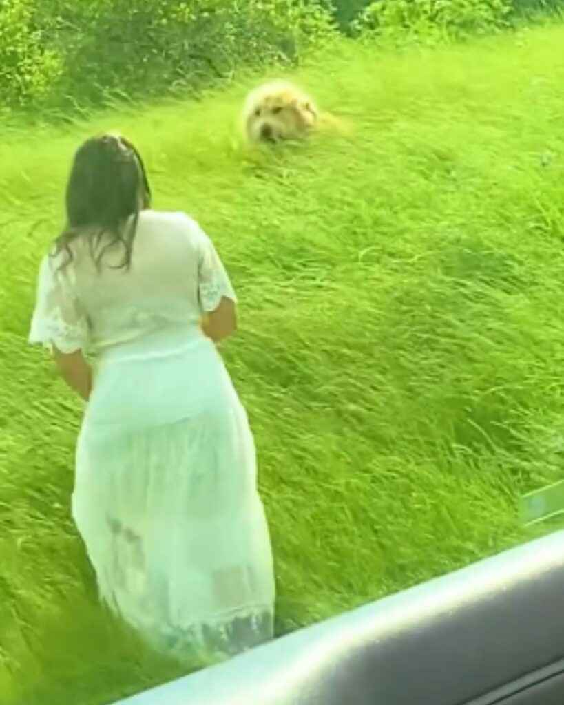 A woman approaches a dog in the grass