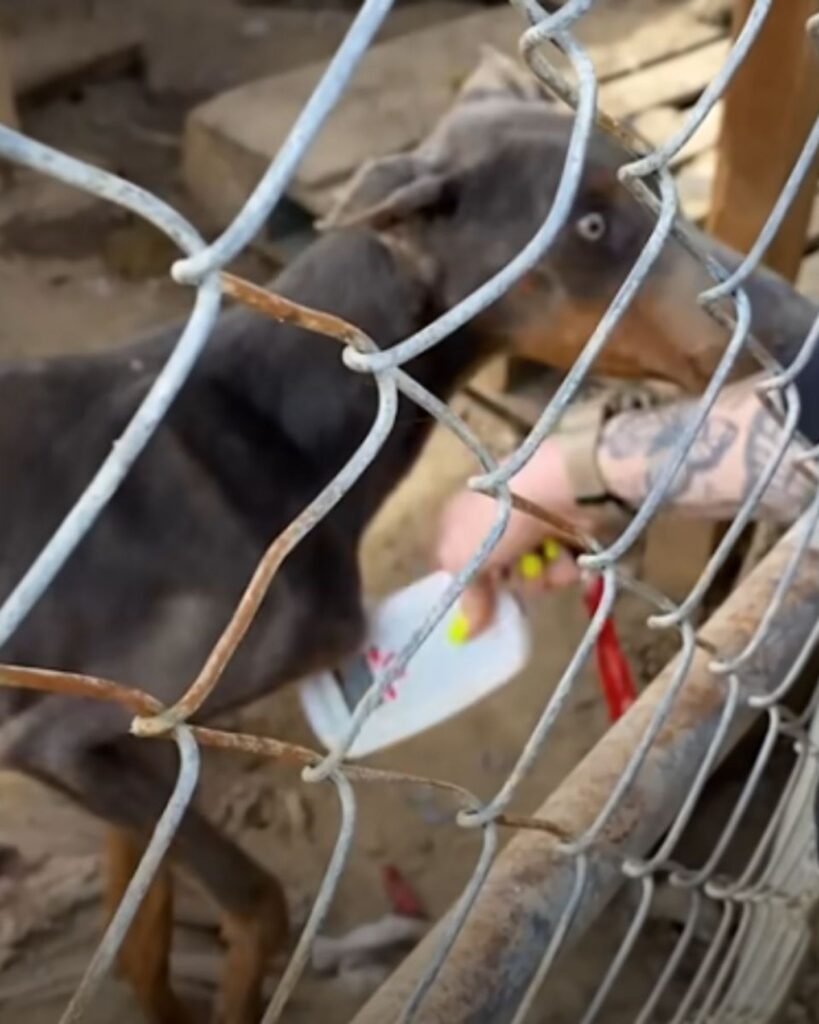A woman is taking a dog's temperature