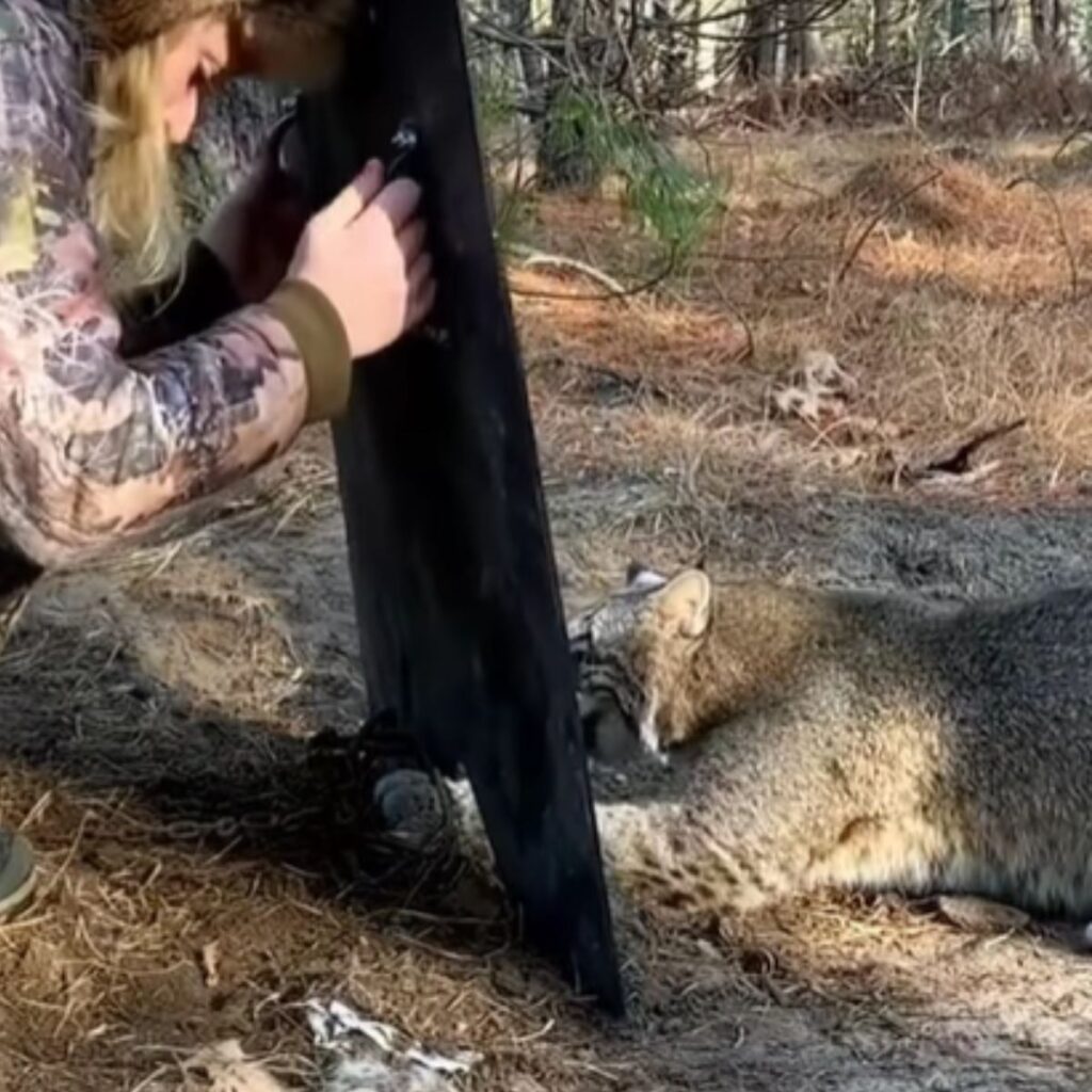A woman looks at a stuck lynx