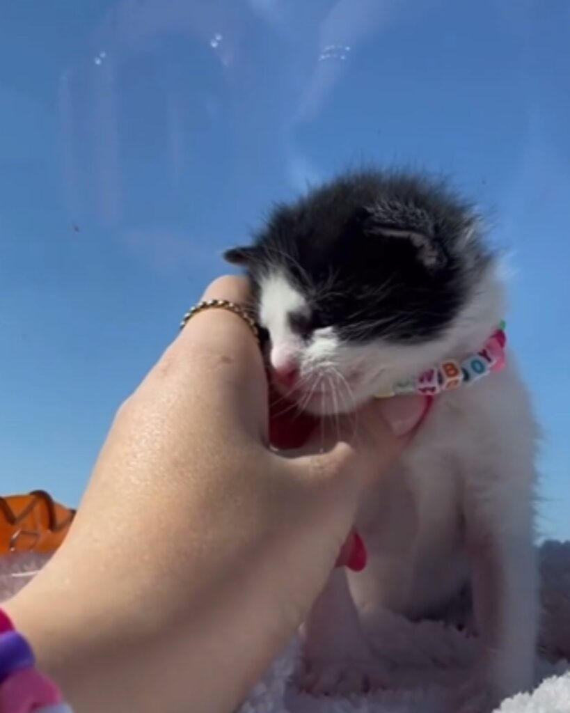 A woman petting a kitten sitting in the snow