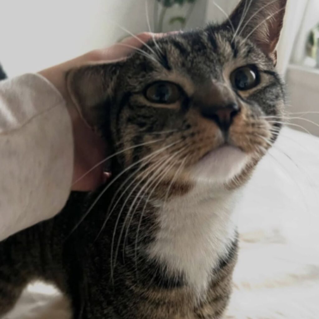 A woman strokes a cat's head
