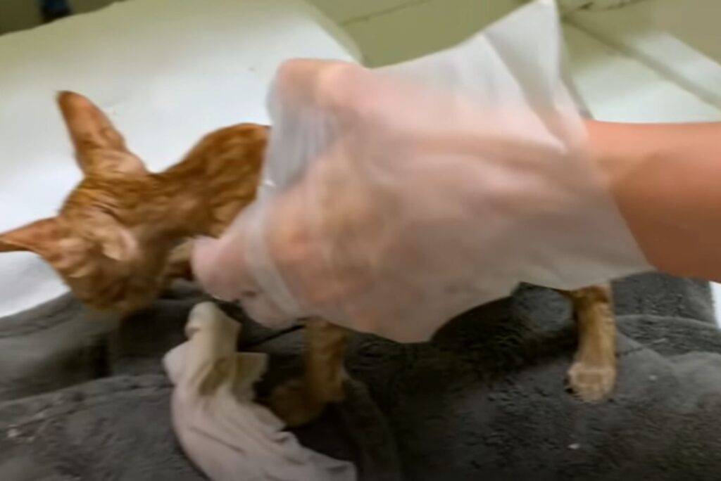 A woman with a glove approaches a cat