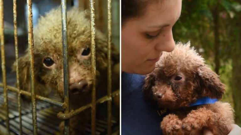After Years Spent In North Carolina Puppy Mill