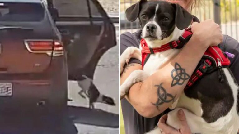 Arizona Camera Records Devastating Scene Of Dog Running