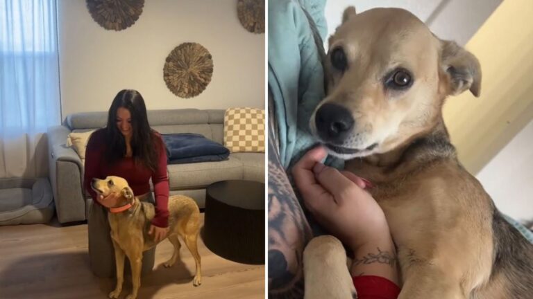 Arizona Couple Tests Their Rescue Dog’s DNA