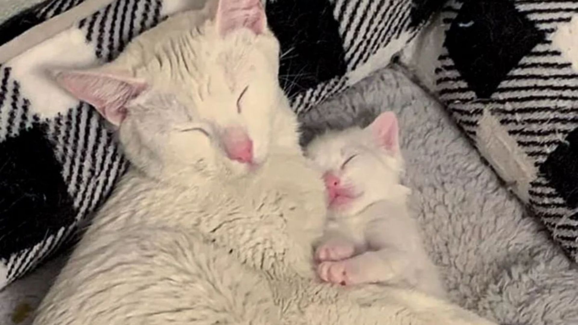 Arizona Rescuers Save A Desperate Kitten