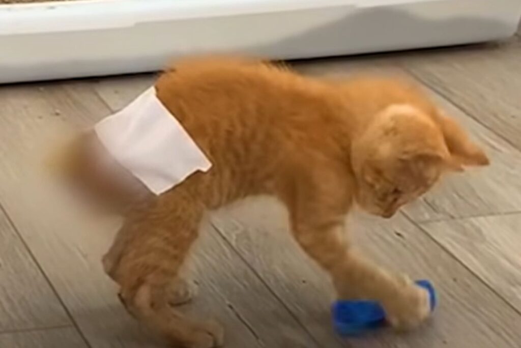 Band-Aid on a cat's butt