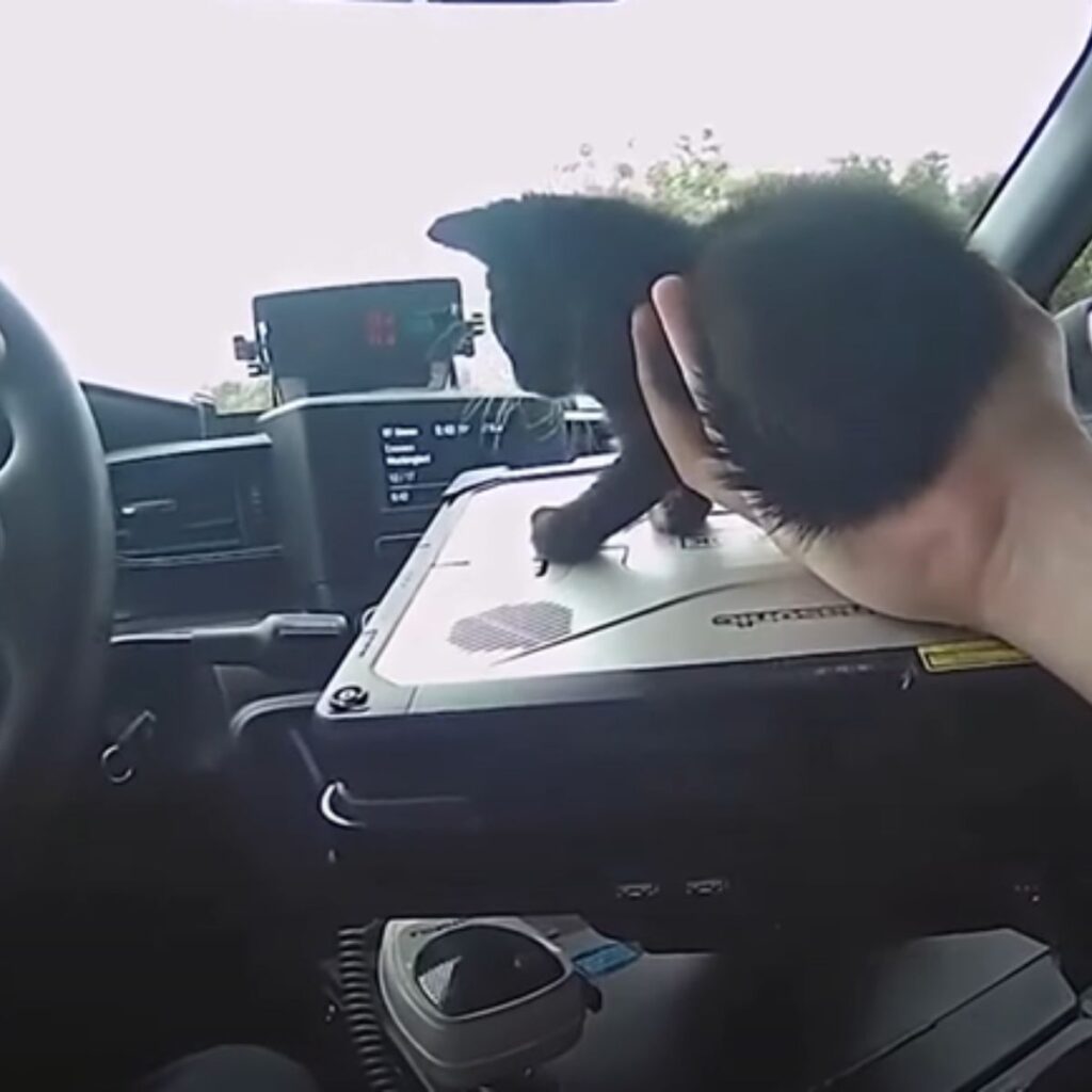 Black kitten in the car climbs on the laptop