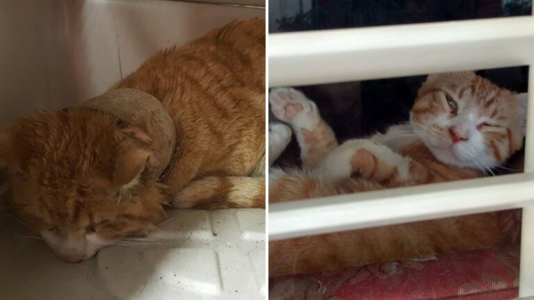 What This Cat Had Around His Neck