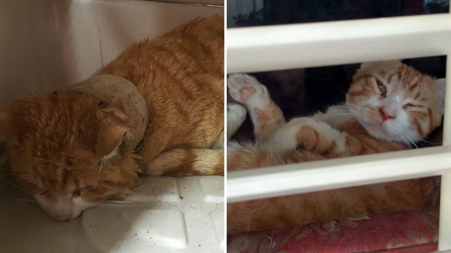 What This Cat Had Around His Neck