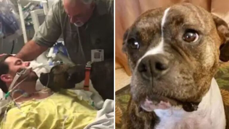California Dog Makes Final Trip To Hospital