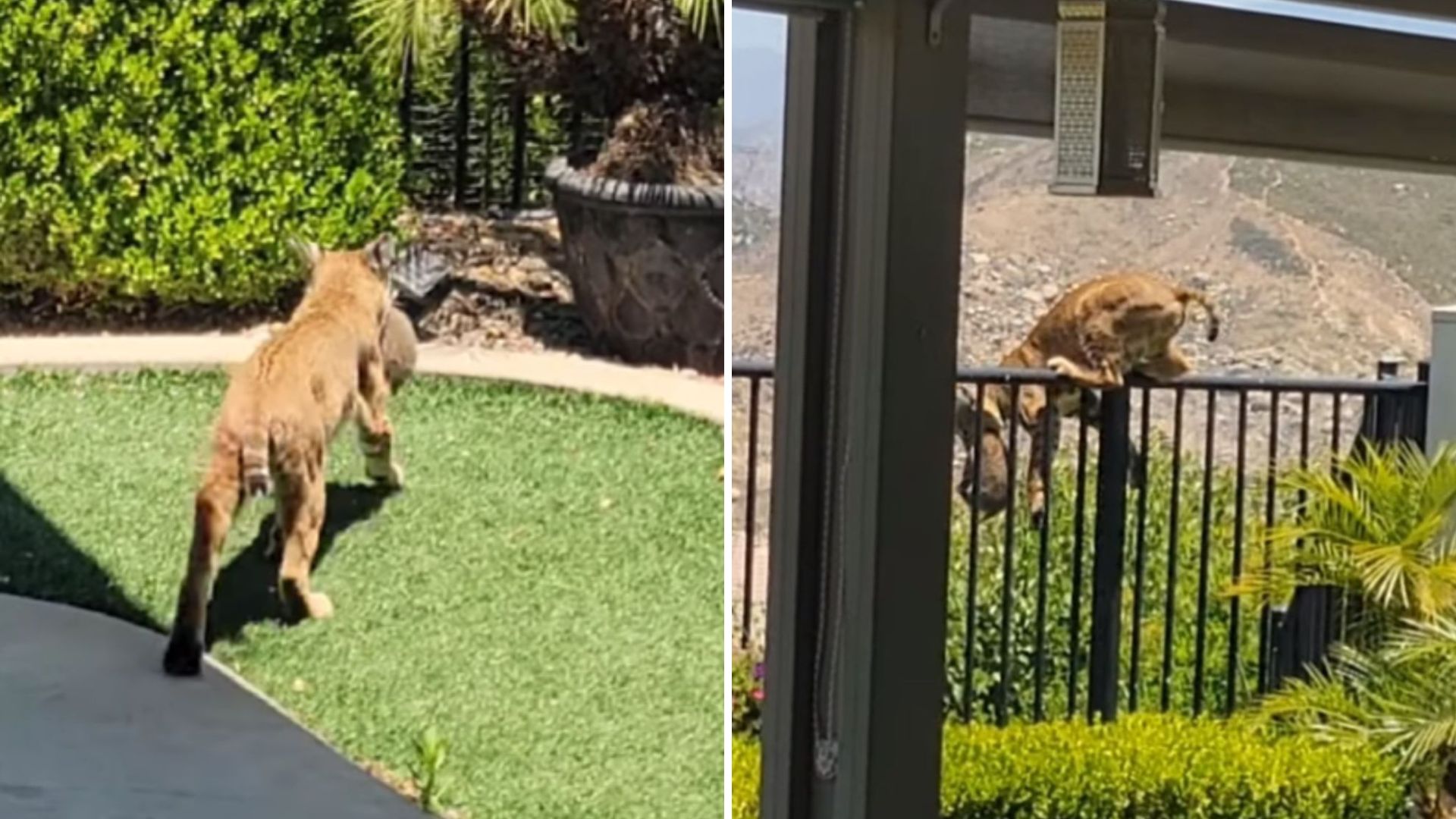 California Homeowner Decides To Follow A Bobcat