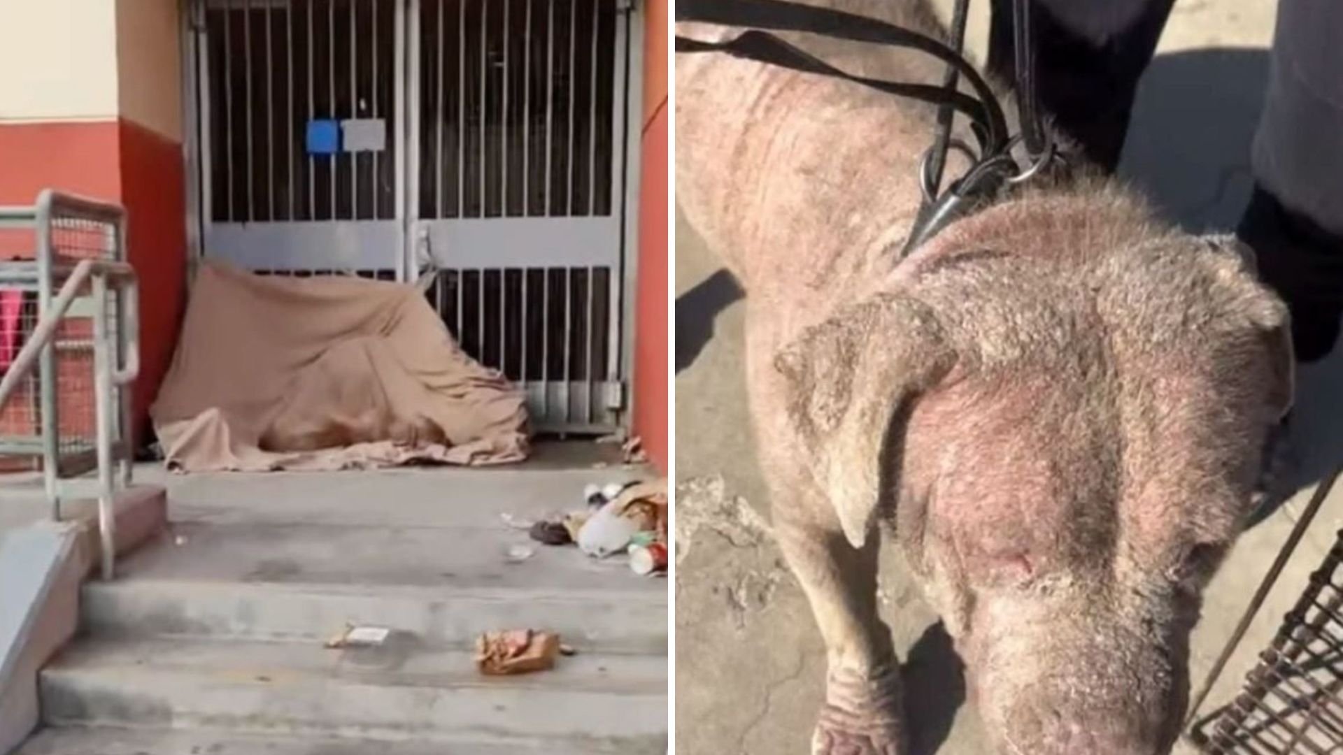 California Local Spots Something Strange On A Tarp