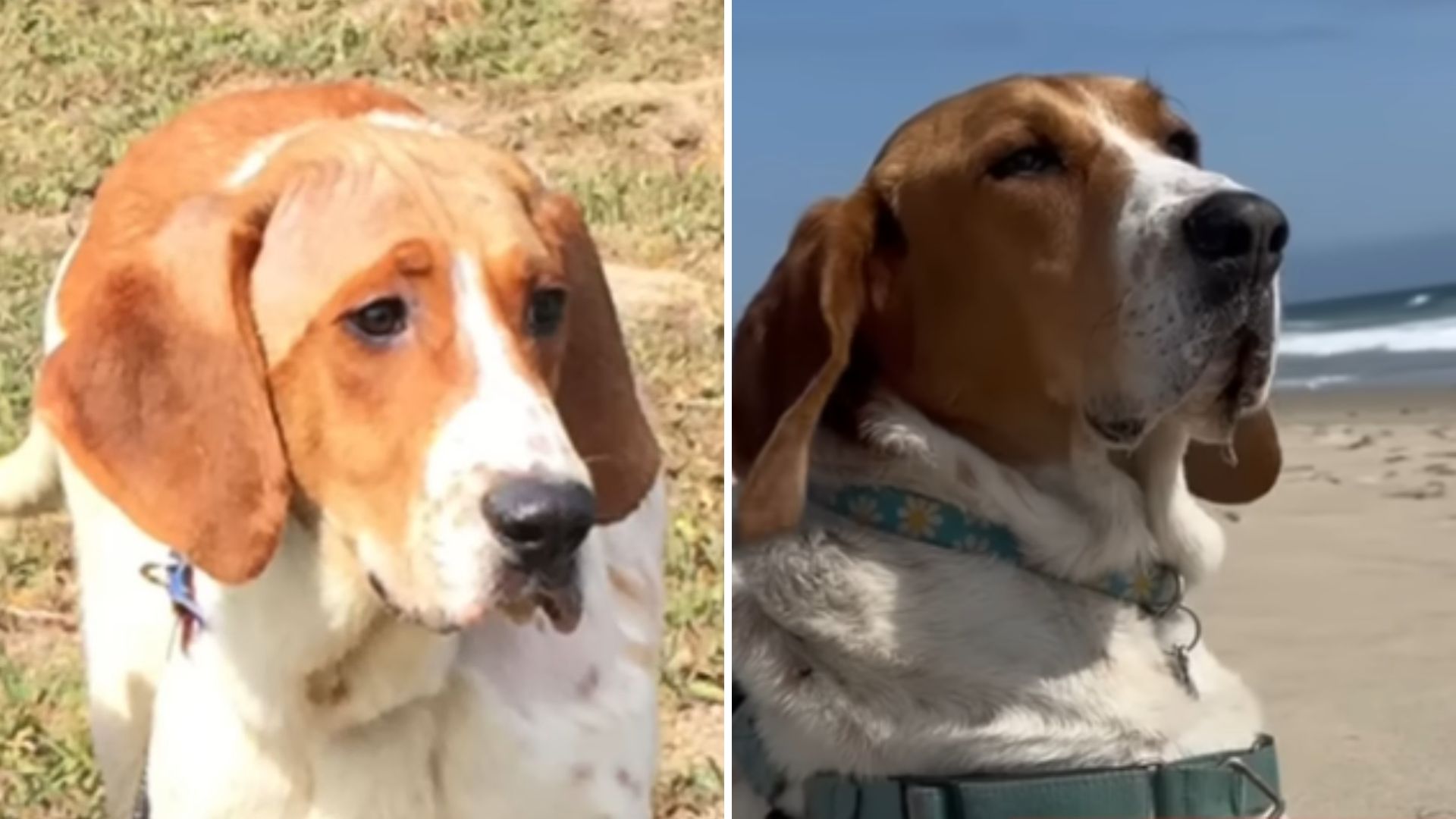 California Man Adopts Former Lab Test Dog