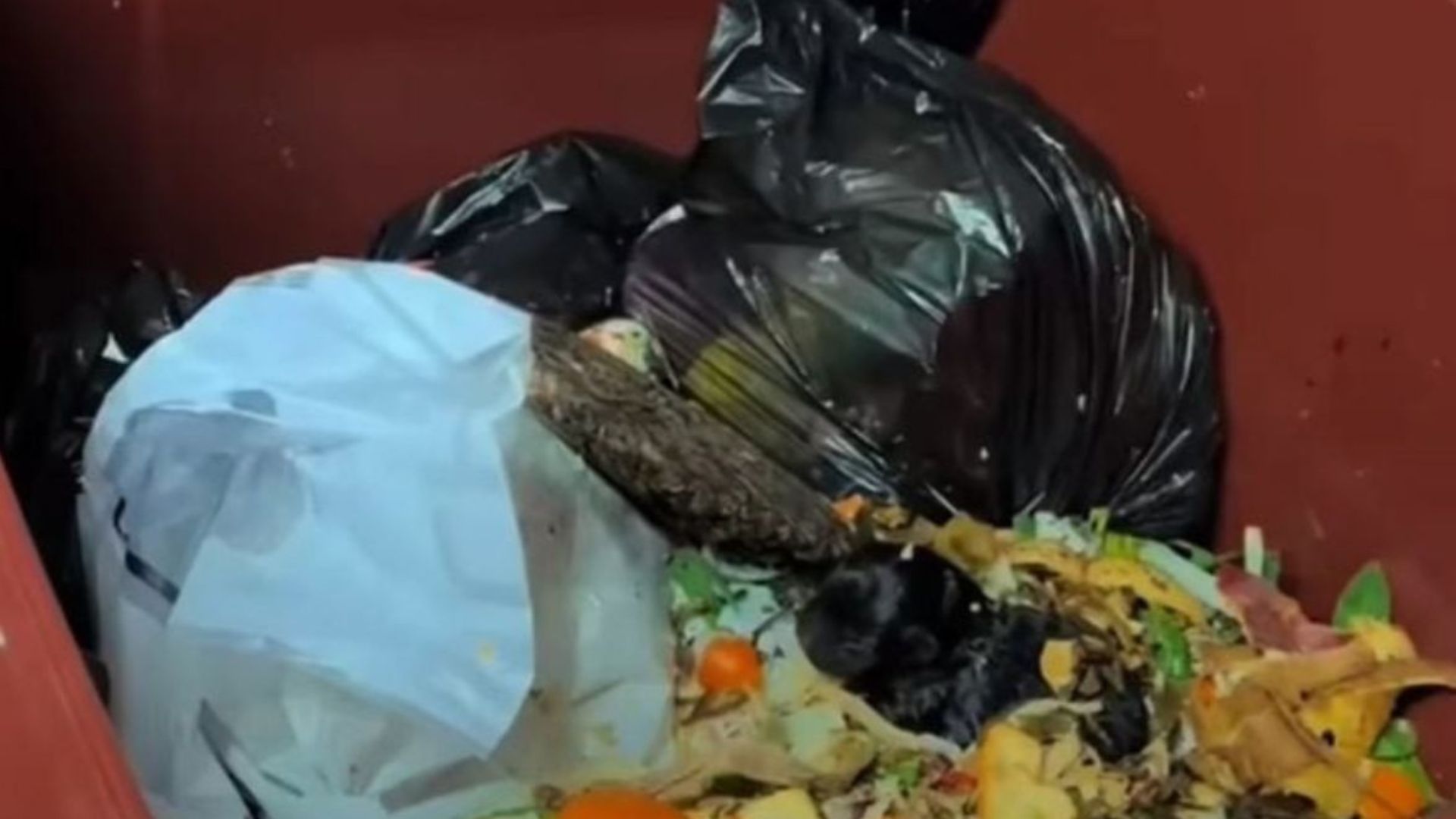 California Man Hears Faint Cries From His Trash Can