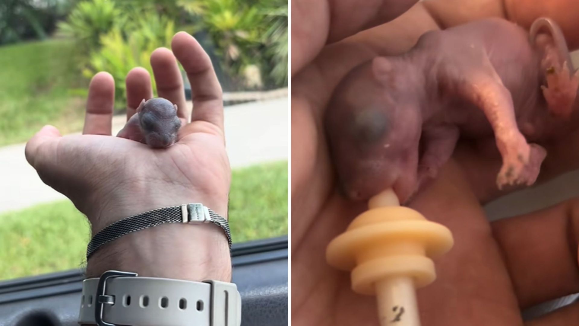 California Man Saves Tiny Pink Creature In His Yard