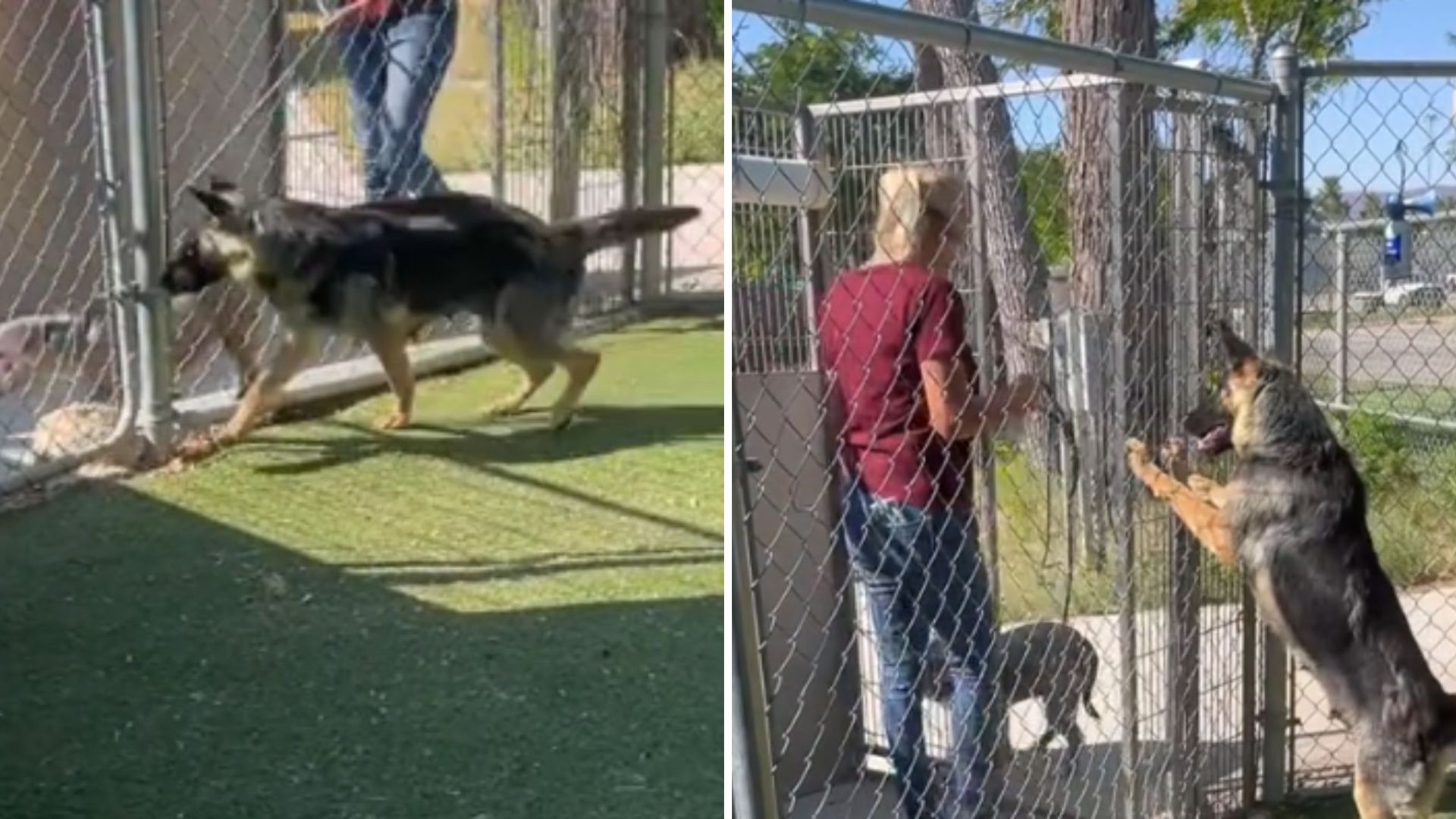 California Shelter Dog’s Last Walk