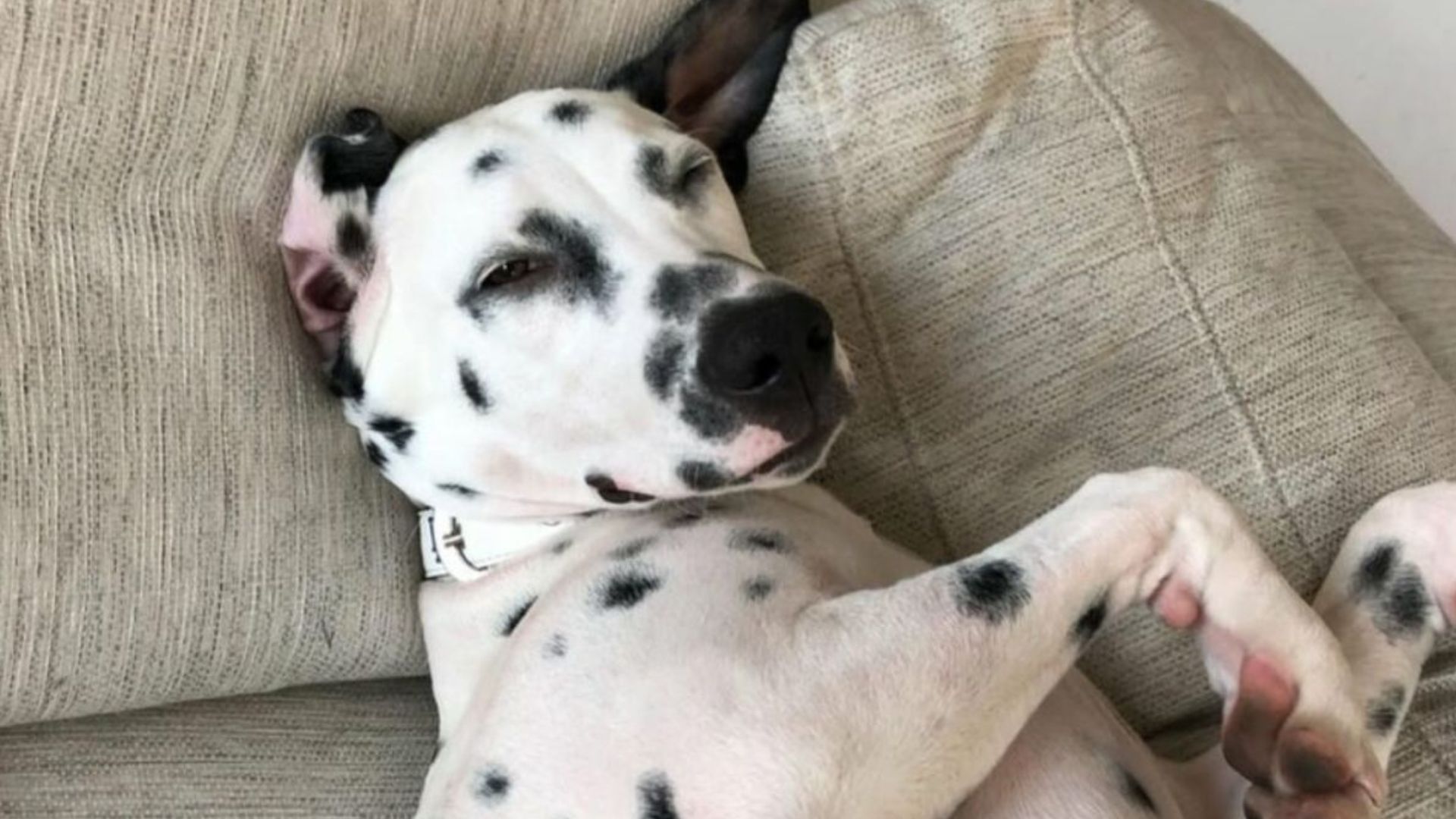 California Woman Adopts Dog From Craigslist