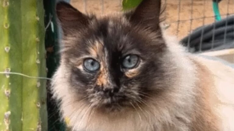 California Woman Spends 2 Years Gaining Stray Cat's Trust