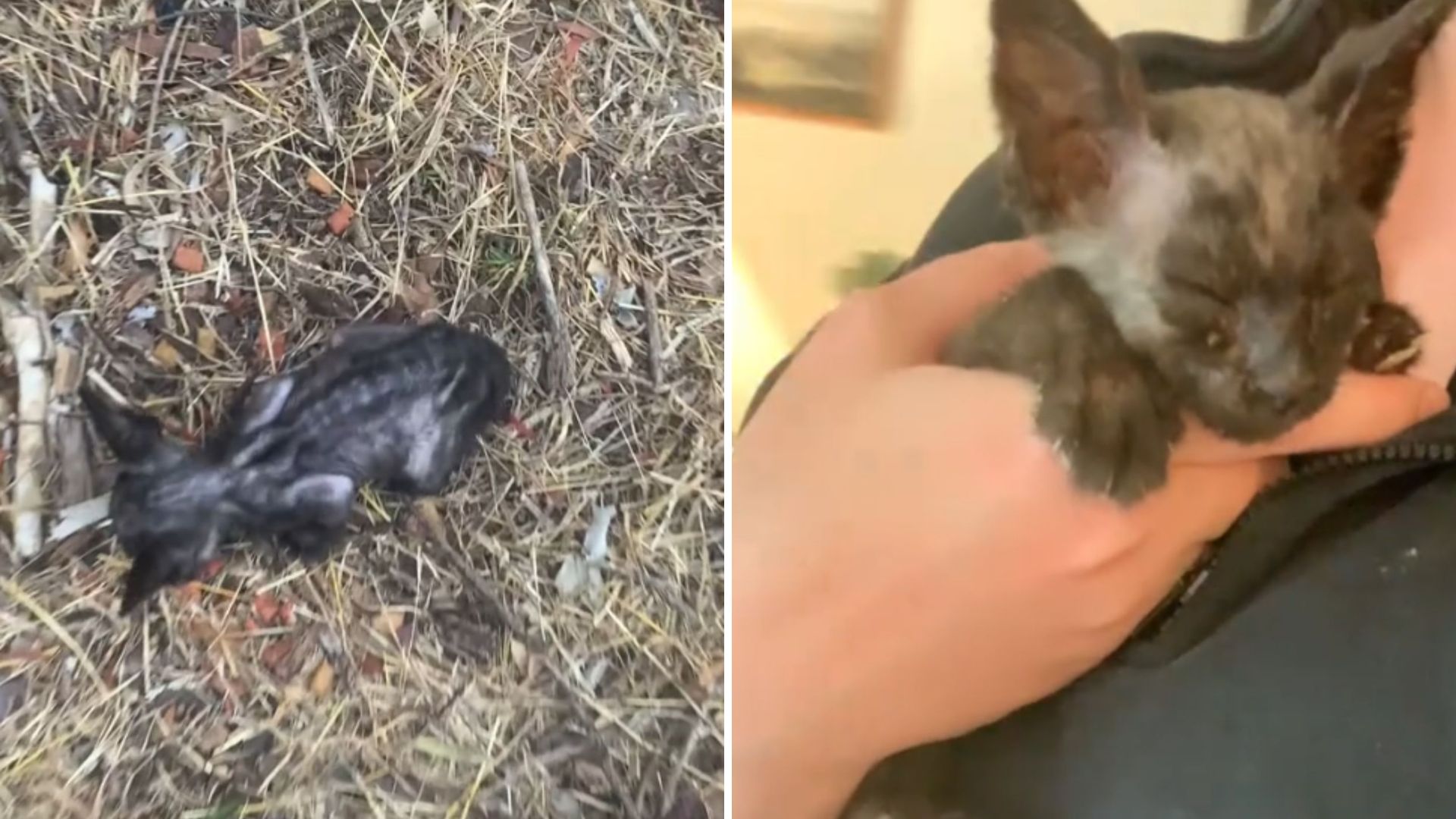 California Woman Spots A Tiny Skeleton Kitten