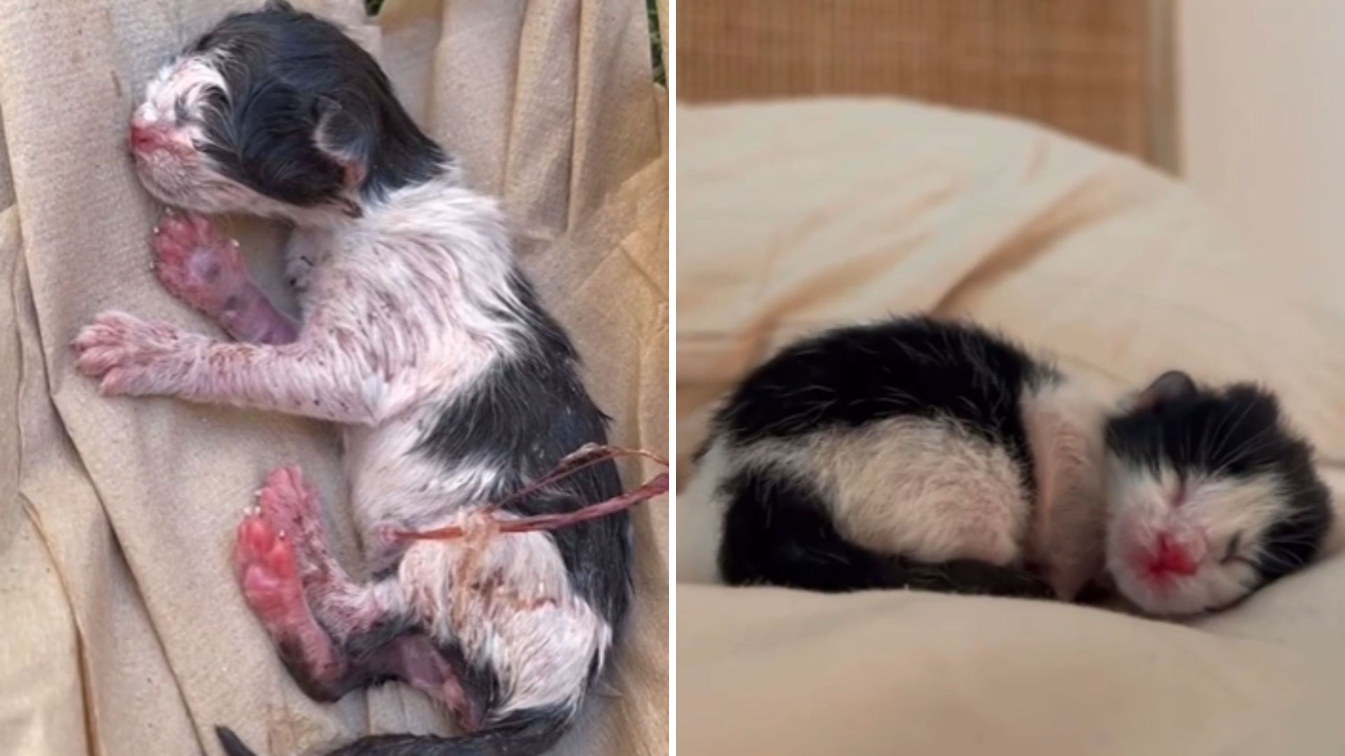 California Woman Stumbles Upon A Furry Surprise