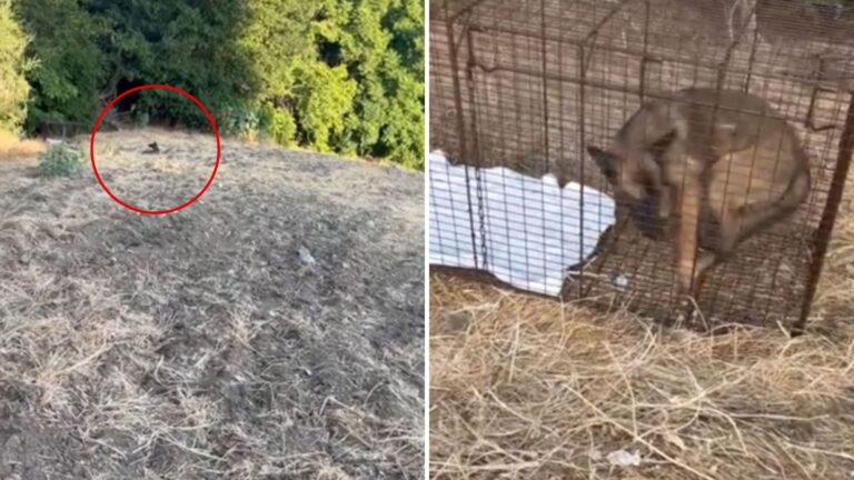 Then Notices A Strange Figure Watching Her From Above