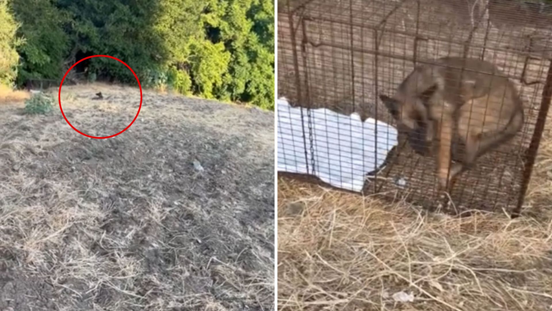 Then Notices A Strange Figure Watching Her From Above