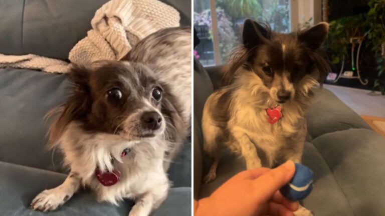 California Woman’s New “Chihuahua”