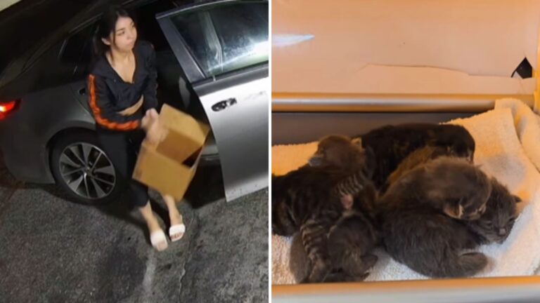 Camera Captures Heartbreaking Scene As Owner Dumps Cat