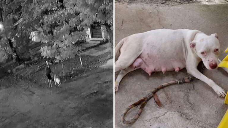 Camera Catches Man Leaving A Pregnant Dog