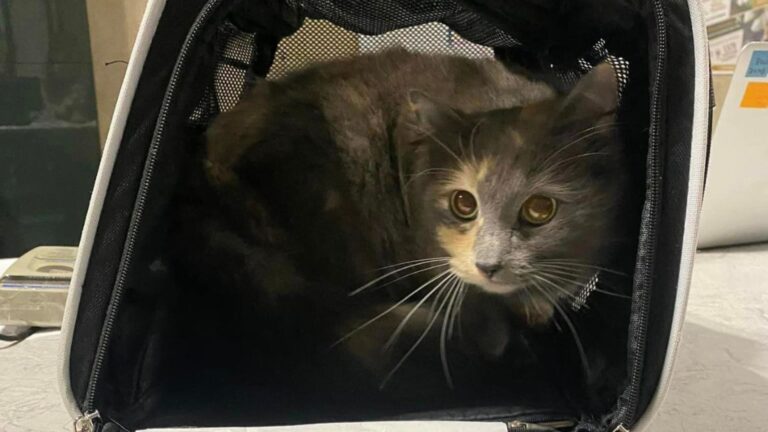 Cat Abandoned At North Carolina Shelter