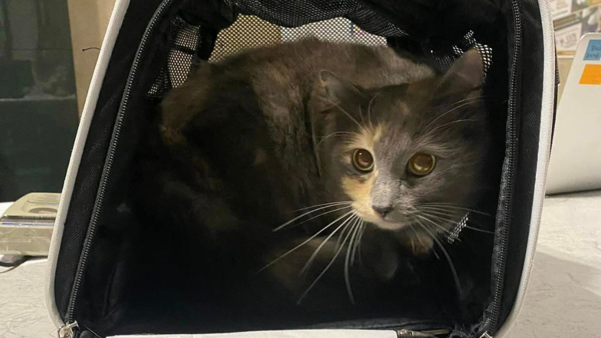 Cat Abandoned At North Carolina Shelter