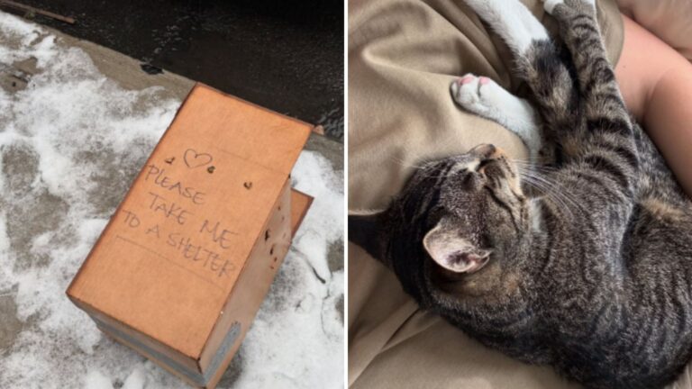 Cat Dumped In Flimsy Box On Freezing Brooklyn Streets
