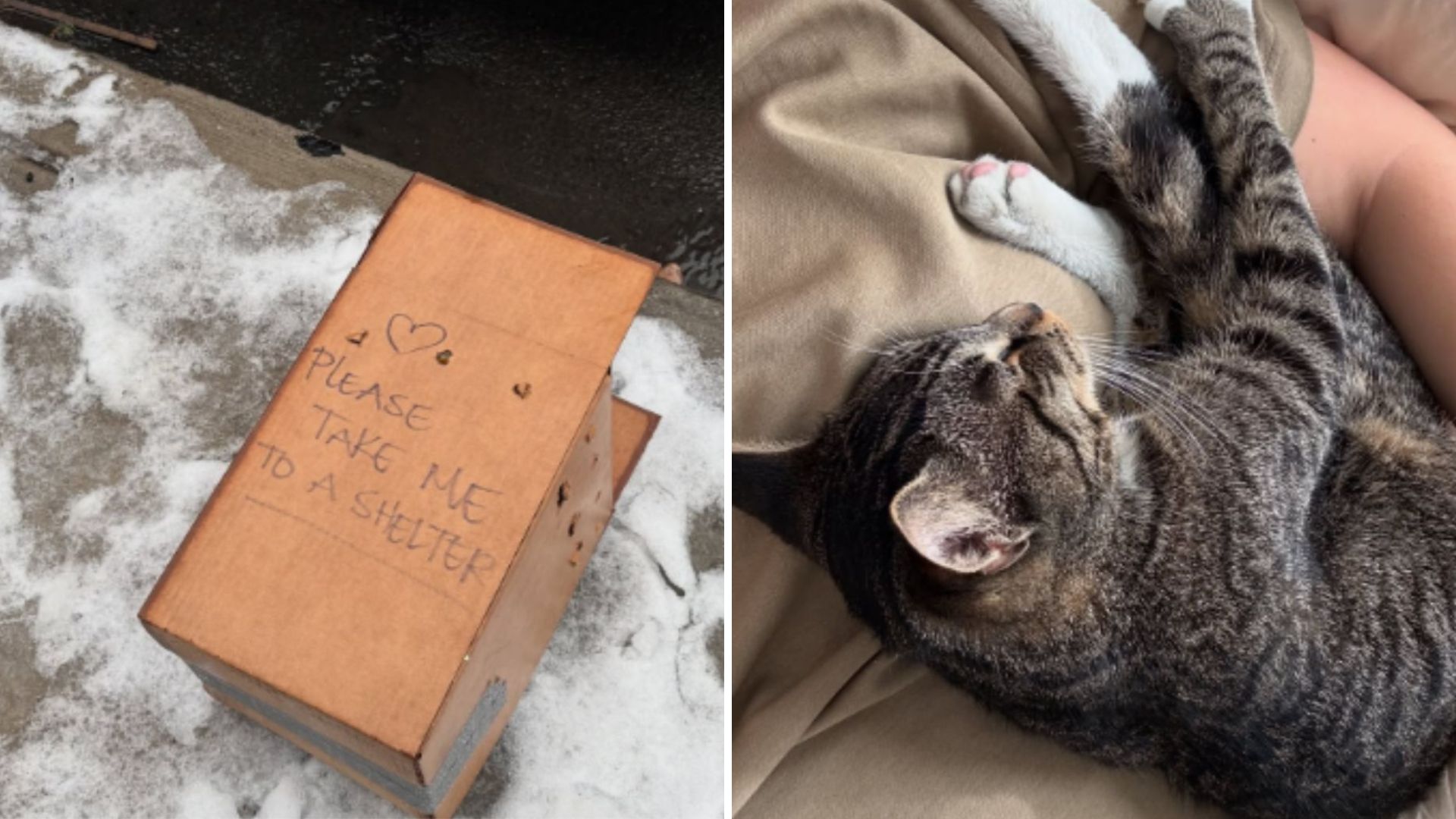 Cat Dumped In Flimsy Box On Freezing Brooklyn Streets