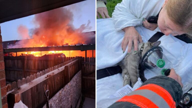 Cat Gets Saved From Burning Home In Denver