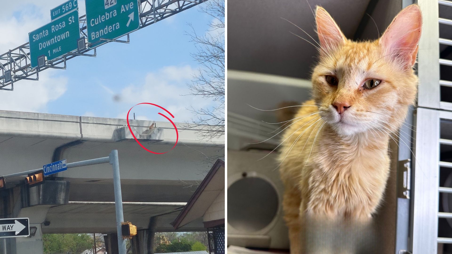 Cat Stuck On Texas Overpass Gets A Heart-Stopping