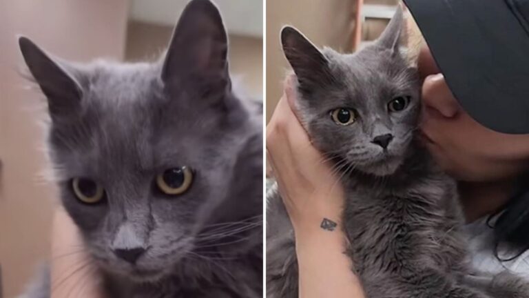 Grieving Mama Cat Found In Bucket On Las Vegas Street After Losing Her Babies In Storm