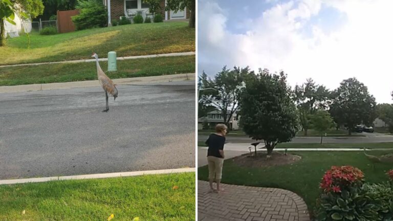 Chicago Woman Tries To Help Giant Bird On The Street