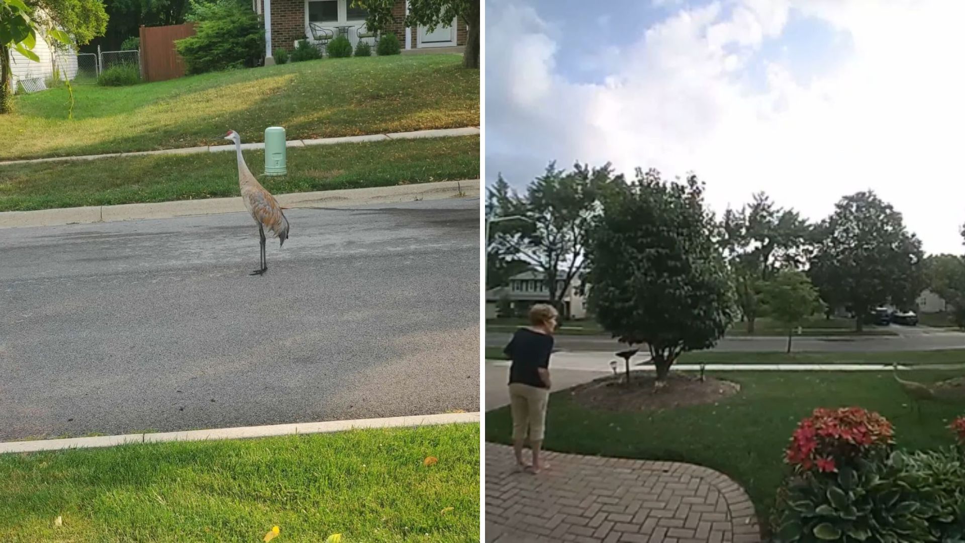 Chicago Woman Tries To Help Giant Bird On The Street