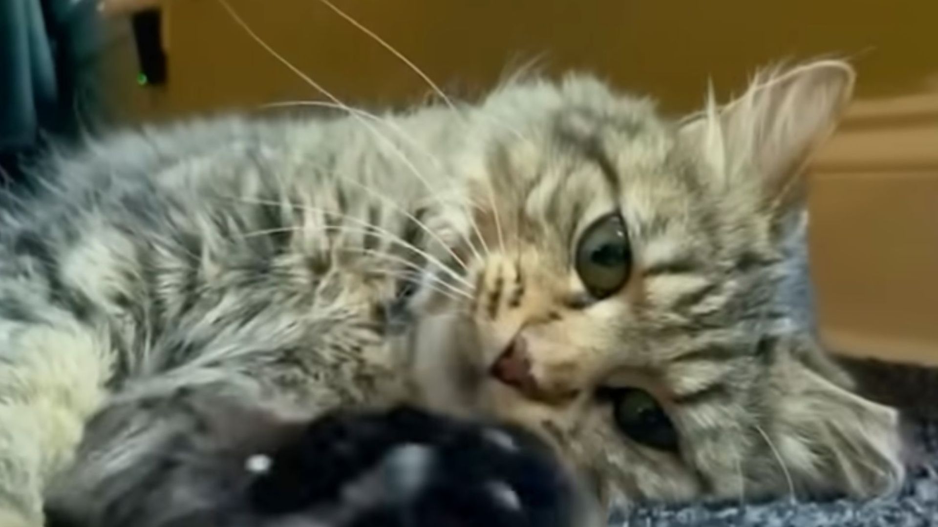 Tiny Kitten Chases Away A Pack Of Coyotes