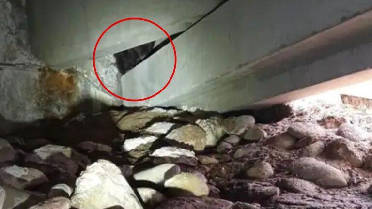 Colorado Hospital Staff Spot Mysterious Creature Hiding In Parking