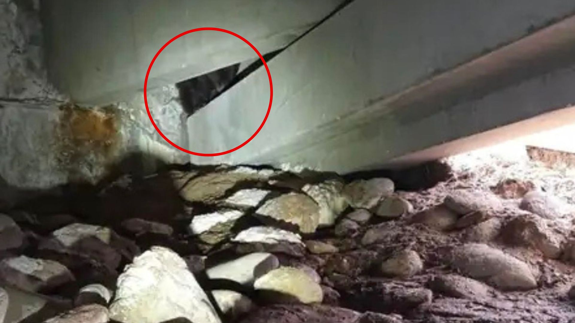 Colorado Hospital Staff Spot Mysterious Creature Hiding In Parking