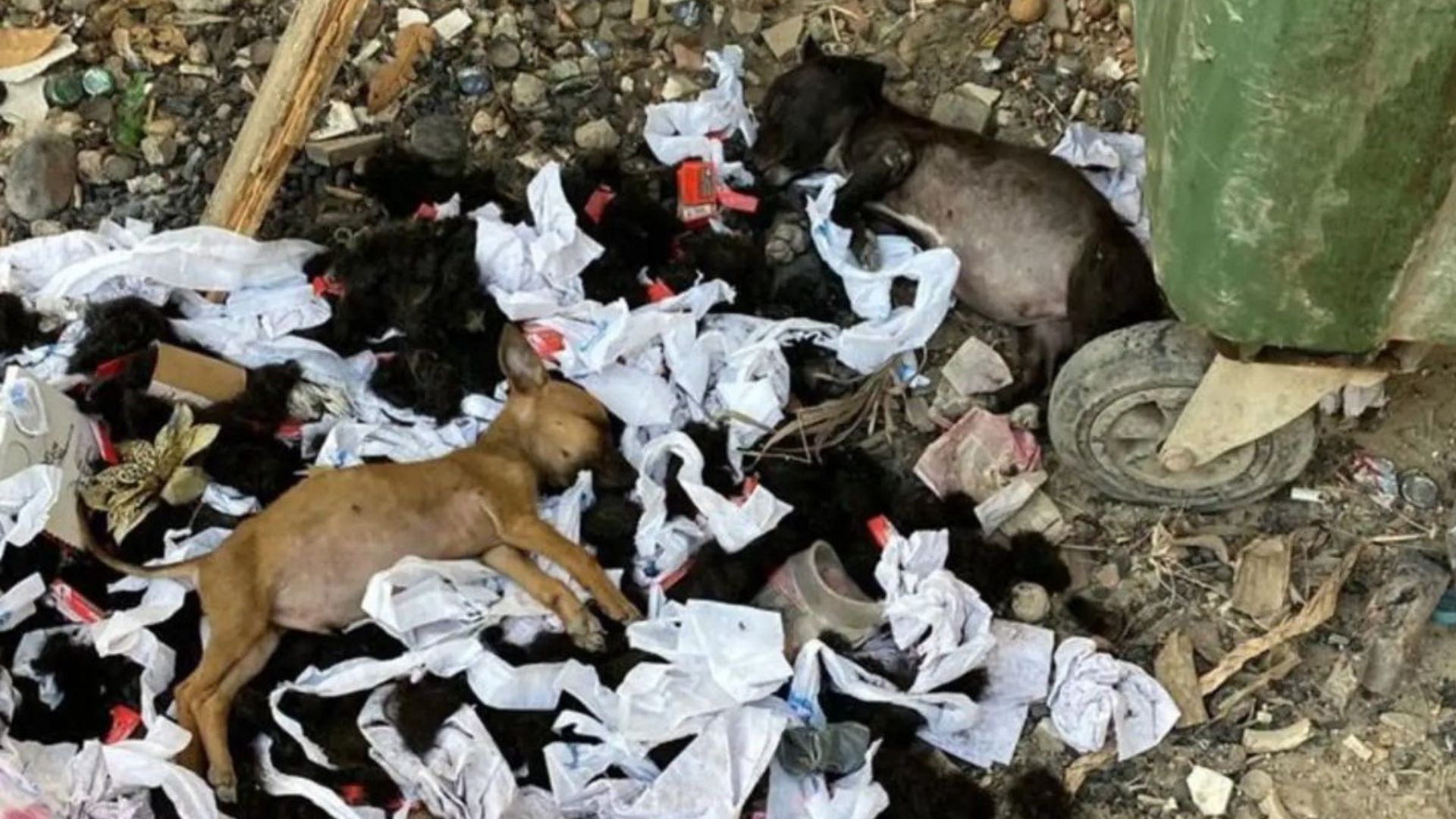 Colorado Local Walks Up To A Dumpster