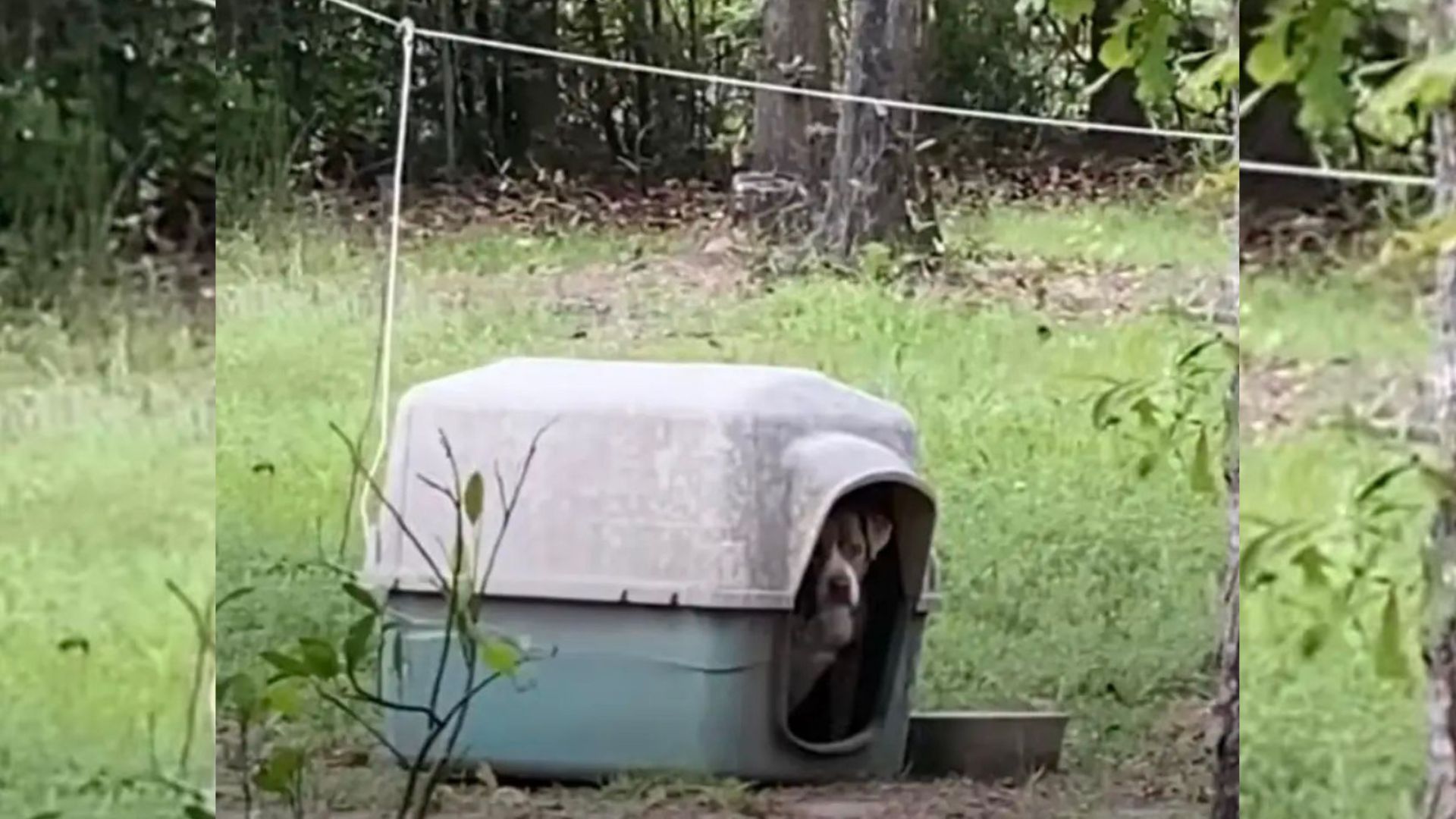 Couple House-Hunting In Alabama Finds A Chained Dog