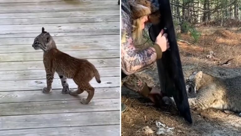 Crying Bobkitten Comes To Family’s Yard In Florida
